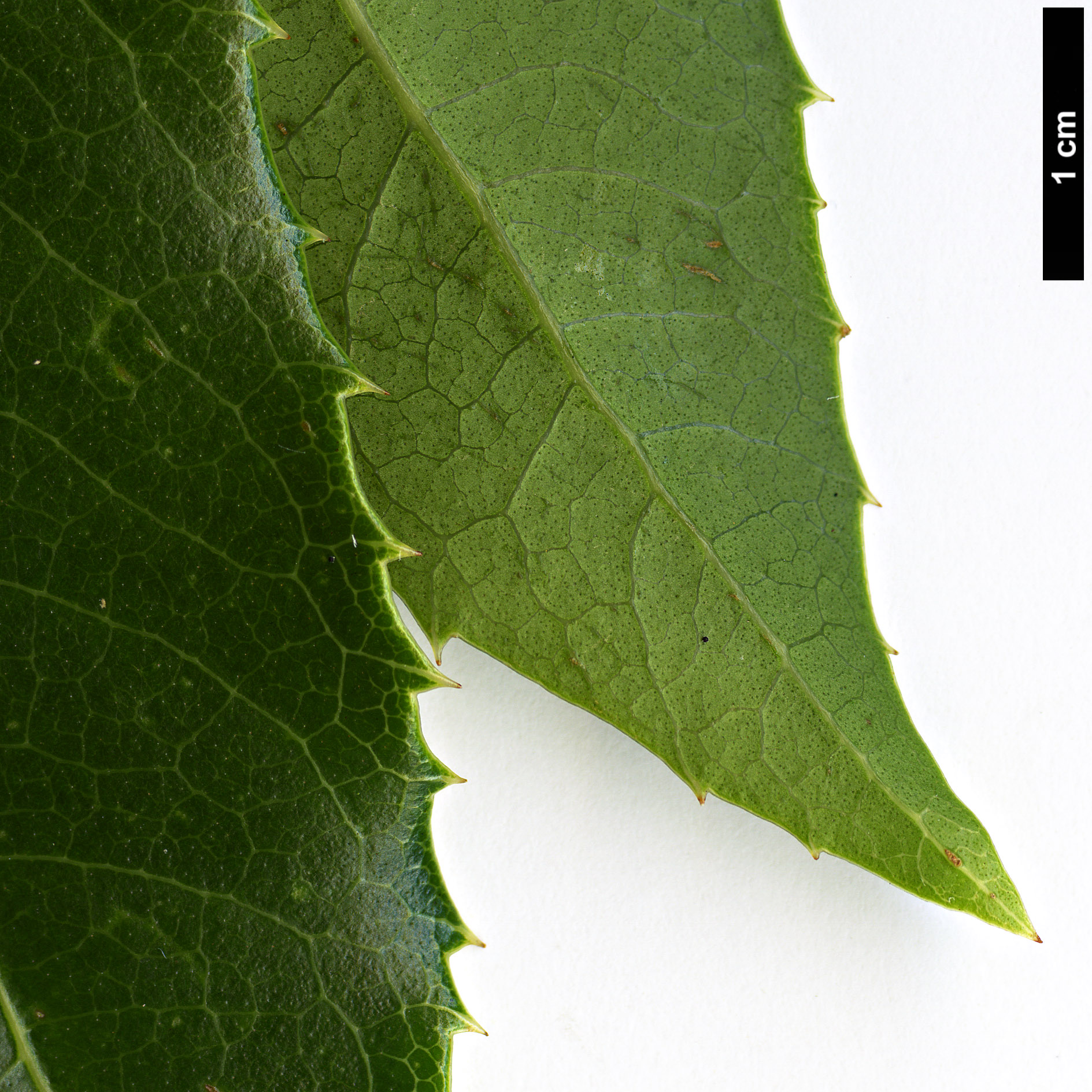 High resolution image: Family: Oleaceae - Genus: Osmanthus - Taxon: yunnanensis High resolution image: Family: Oleaceae - Genus: Osmanthus - Taxon: yunnanensis